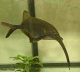 Elephantfish (Campylomormyrus sp.)