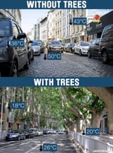 with trees