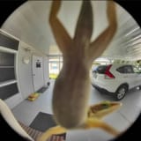 lizard