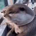 oh no_thumb.jpg
