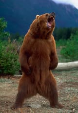totally not a bear