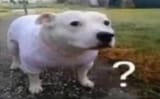 GtFauo4WEAErX6M