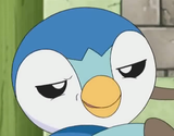 smug piplup