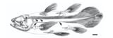 coelacanth skeletal structure
