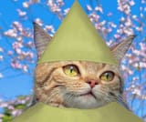 gnome child cat