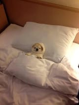 comfy