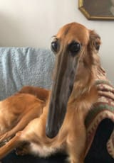 1635182011772