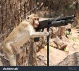 stock-photo-monkey-with-a-gun-142205047-381535390