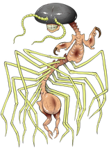 scolomorph2