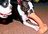 your dog