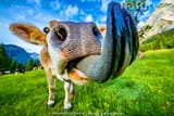 CowLick