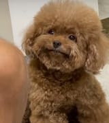 dog meh
