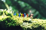 Pikmin_follow_Olimar_P1_group_art