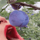 Plum enjoyment