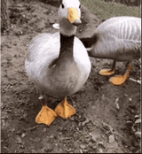 waterfowl dance