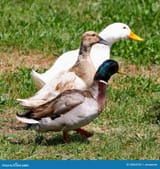 thee normal duck gents just being ducks