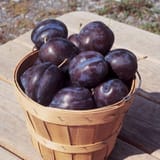 BIGPLUMS