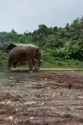 Elephant pedicure_thumb.jpg