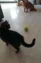 Cat riding lemon_thumb.jpg