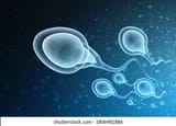 3d-rendering-human-sperm-cells-260nw-1806981886