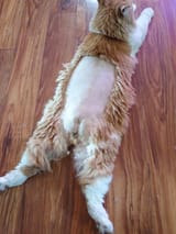 MY POOR BUTCHERED SON
