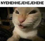 cat-evil-laugh