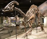 1200px-FMNH_Parasaurolophus_fossil[1]