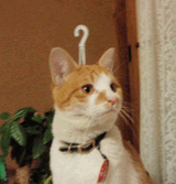 questioncat