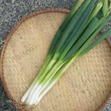leeks_a2693362-7456-4517-aaba-085fb463b7c2