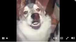 Embarassed Dog 2_thumb.jpg