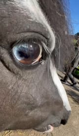 hors
