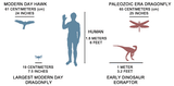 hawk_dragonfly_human_dinosaur_color_3-169542981