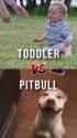 Pitty vs Toddy_thumb.jpg