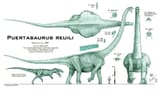 puertasaurus-the-widest-terrestrial-creature-ever-existed-v0-0b5ntoxaifqe1