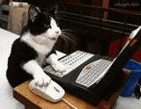 gato-mouse