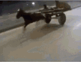 dulas donkey