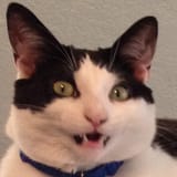 happycat