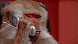 what_monkey