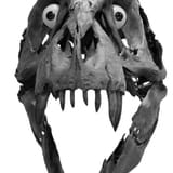 20250629_0250_Dinosaur Skull Sculpture_remix_01jyxhfd08ek0868r02vffnwe9