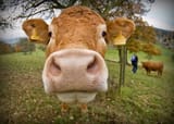 cow-1606285137