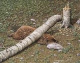 beaver-killed-by-its-own-tree-takedown-v0-fg2dgy3ksaua1-1915117279