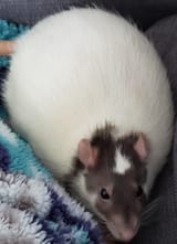 holy fuck this guy is FAT