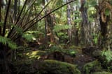 hawaii-rainforest-national-parkDSC_3739-3798448242