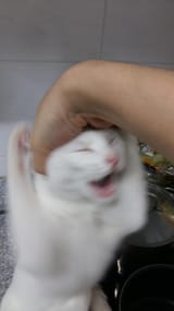 aa