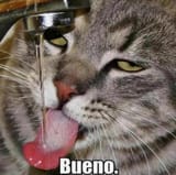 gato
