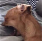 dug