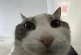 234565346