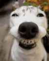 dog_thumb.jpg