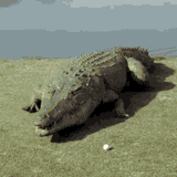 crocodile-explosion