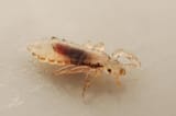 louse